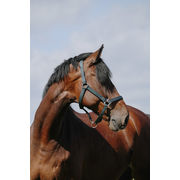 CUSHING NYLON HEADCOLLAR RIDING WORLD DARK GREEN CUSHING NYLON HEADCOLLAR RIDING WORLD DARK GREEN